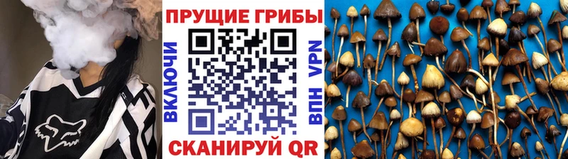 Купить закладки  Лодейное Поле  Галлюциногенные грибы Psilocybine cubensis 